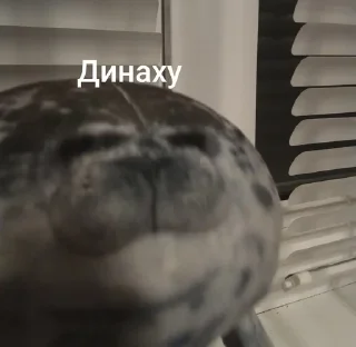 Sticker from Тюлень Виталий 🤨 @R0nd1xYT