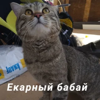 Sticker from Кот