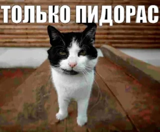 🌟 emoji Жопа Telegram sticker 16 of 29