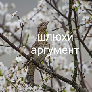 Sticker from кукушка ты где
