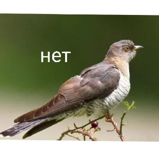 Sticker from кукушка ты где