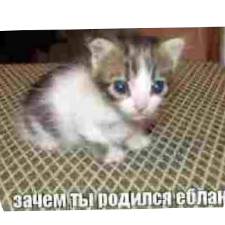 🐱 emoji Злые наркотики Telegram sticker 6 of 34