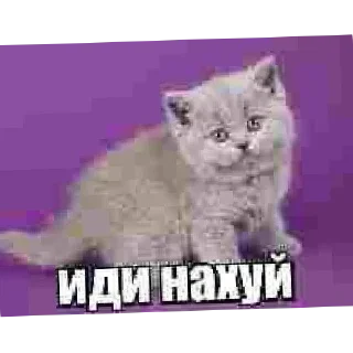 🐱 emoji Злые наркотики Telegram sticker 5 of 34