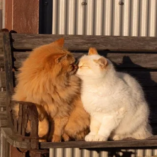 🥰 emoji котики - наркотики Telegram sticker 10 of 65