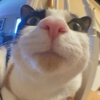 😐 emoji котики - наркотики Telegram sticker 16 of 65