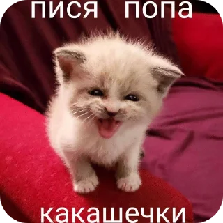 👍 emoji Злые наркотики Telegram sticker 17 of 34