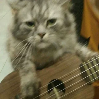 😒 emoji котики - наркотики Telegram sticker 8 of 65