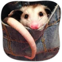 Sticker from Opossum-Sesame