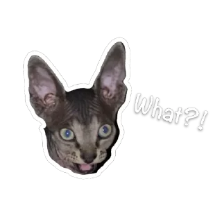 Sticker from Сима