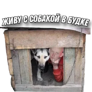 🐶 emoji Ромашка Telegram sticker 24 of 28