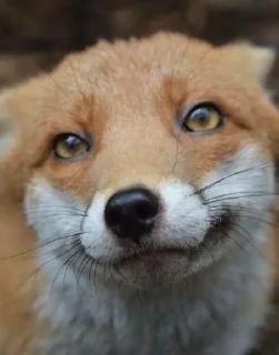 🤪 emoji Fox°• Telegram sticker 23 of 46