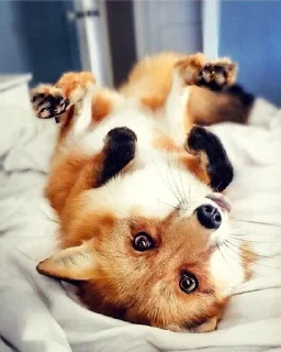 😋 emoji Fox°• Telegram sticker 8 of 46