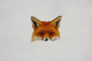 🤫 emoji Fox°• Telegram sticker 22 of 46