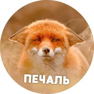 Sticker from Fox°•