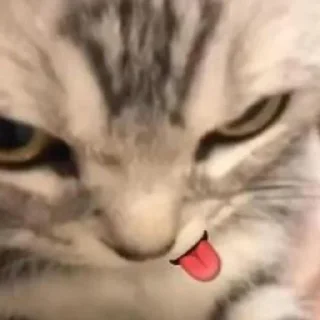 Sticker from котики