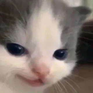 😏 emoji котики Telegram sticker 18 of 30