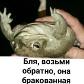 Sticker from держи жабу от пиявки