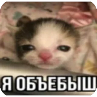 🫥 emoji Злые котики @MoiStikiBot Telegram sticker 6 of 57