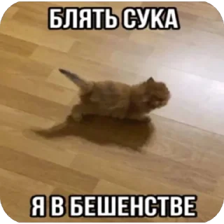 🫥 emoji Злые котики @MoiStikiBot Telegram sticker 10 of 57