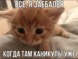🤩 emoji Злые котики @MoiStikiBot Telegram sticker 1 of 57