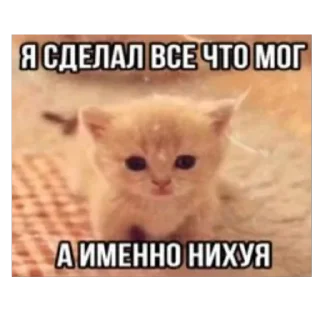 🫥 emoji Злые котики @MoiStikiBot Telegram sticker 8 of 57