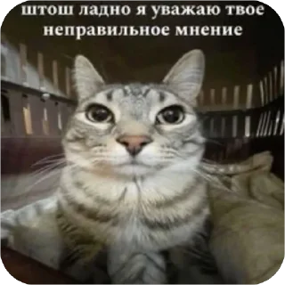 🫥 emoji Злые котики @MoiStikiBot Telegram sticker 4 of 57