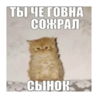 💩 emoji Злые котики @MoiStikiBot Telegram sticker 16 of 57