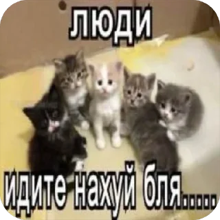 😤 emoji Злые котики @MoiStikiBot Telegram sticker 24 of 57