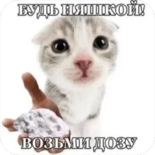 🧂 emoji Злые котики @MoiStikiBot Telegram sticker 19 of 57