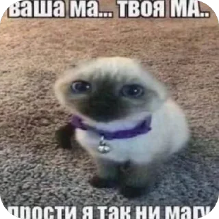 ❤ emoji Злые котики @MoiStikiBot Telegram sticker 22 of 57