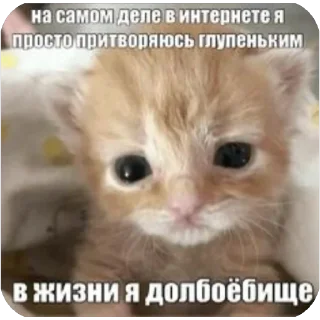 🫥 emoji Злые котики @MoiStikiBot Telegram sticker 5 of 57