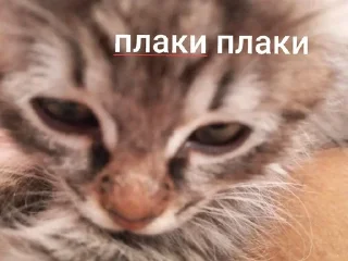 🥺 emoji каришк Telegram sticker 8 of 27