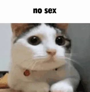 🥵 emoji Sexy kitties ahh uwu by @offstikbot Telegram sticker 15 of 36