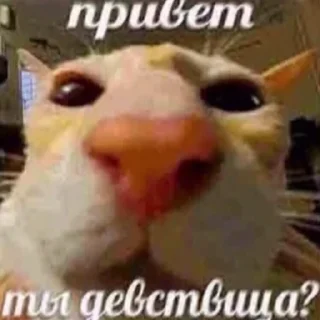 🙃 emoji кал сущий Telegram sticker 9 of 116