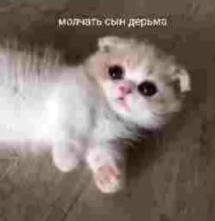 😍 emoji Сдохни пожалуйста Telegram sticker 22 of 120