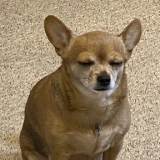 😌 emoji моя зая Telegram sticker 12 of 15