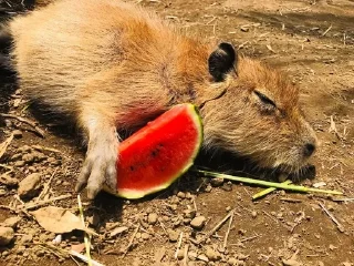 🍉 emoji Набор капибарок Telegram sticker 23 of 55