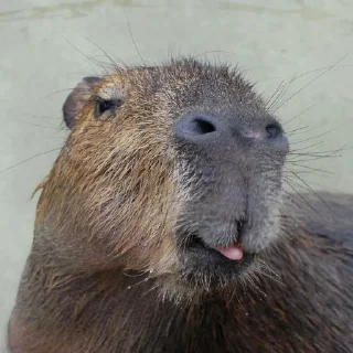 😜 emoji Набор капибарок Telegram sticker 9 of 55