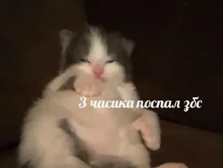 Sticker from ебучие животные @ceaselstick