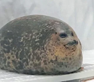 🌟 emoji Seals Telegram sticker 9 of 9