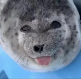 🌟 emoji Seals Telegram sticker 8 of 9