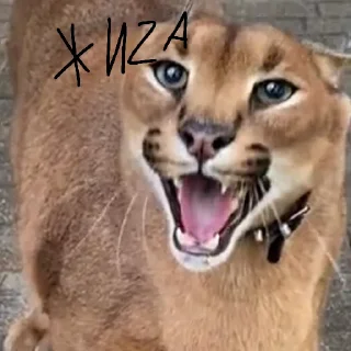 😚 emoji чьт, ок я ира или в попу Telegram sticker 22 of 36
