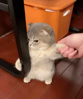 😾 emoji охуенный пэк Telegram sticker 4 of 100
