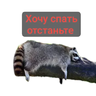 🥱 emoji Наташа и еноты Telegram sticker 7 of 29