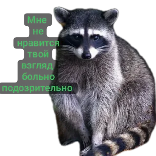 🤨 emoji Наташа и еноты Telegram sticker 9 of 29