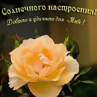 Sticker from Жрица любви