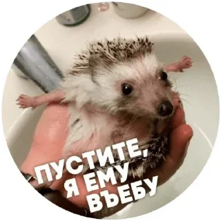 😡 emoji ёжики Telegram sticker 21 of 30