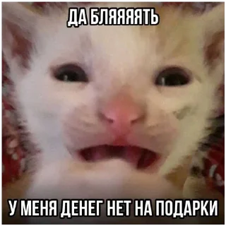 😡 emoji злые коты Telegram sticker 13 of 18