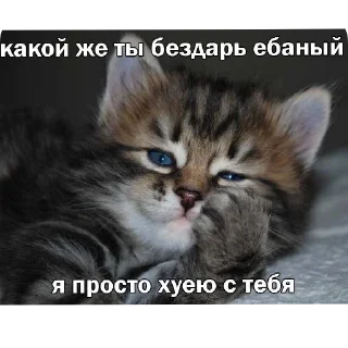 Sticker from Злые коты