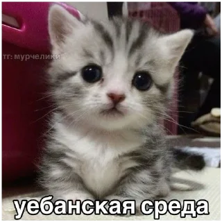 😡 emoji злые коты Telegram sticker 8 of 18